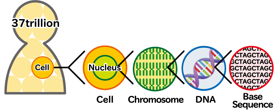 dna_en